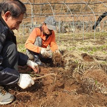 청정 자연산 울릉도종 산마늘 명이나물 모종 종근 봄나물 5년생 6년생 4년생 명의 재배 수확 키우기 4월 제철나물 50촉 100촉, 50개(촉)