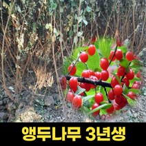 앵두나무 3년생 1주 결실주 앵두나무묘목 유실수, 1개