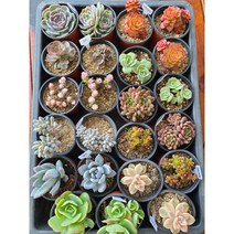 (둥이다육) 이쁜다육이10개묶음 최대할인, 성미인