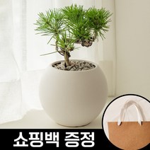 고급스러운 명품 소나무분재 해송[쇼핑백증정], 해송 청자 투각분[쇼핑백증정]