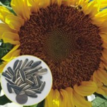 왕해바라기 씨앗팜 야생화 꽃씨 종자 씨앗 품종 100립, 1개