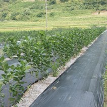 농사용 제초 잡초 덮개 매트 60cm X 10M + 고정핀 25개, 1개