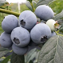 국산 블루베리 냉동 과일 벌크 10kg, 1개
