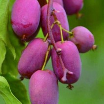 다래묘목/레드다래 빙고/삽목 1년 포트/2주 KJ069