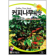 커피나무씨앗 10립 희귀씨앗 아라비카 나무+서비스씨앗 증정