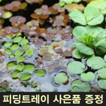 부상수초 세트 부상수초홀더 어항부상수초 구피부상수초, 5뿌리