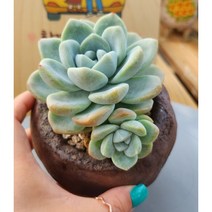 [룰루랄라다육][분포함]다육식물 아이시그린2두