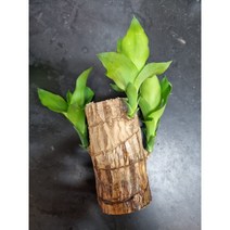 행운목 1뿌리 공기정화 반수생 수경재배 식물, 1개