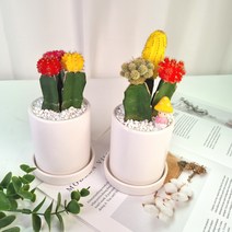 비목단 비모란 선인장 접목선인장 다육이 - 인테리어 승진선물 거실화분, 비목단 중형, 분홍 무광원통형 화분(화분받침포함)