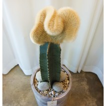 [마블시리즈] 밍크선인장 인테리어 다육식물, 1. 문구 신청안함, 2.핑크, 1. 일반물받침, 1개