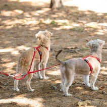 플레이바우 H489 강아지 트윈줄, 옐로오커