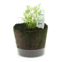 집에서 당근씨 당근씨앗 심기 키우기 키트