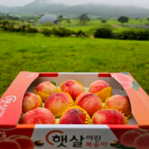 과일친구들 말랑이 딱딱이 복숭아 4kg, (15-18과) 4kg, 말랑이 복숭아, 1개