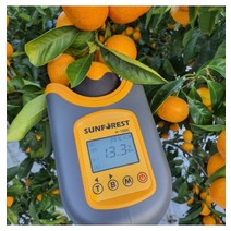 13브릭스 고당도 제주 효돈 해거리 하우스 귤, 프리미엄과 2kg