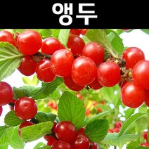 조선앵두 접목3년 결실주(분) 1개/나무 묘목/과실수/유실수
