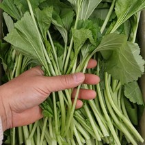 아욱 4kg내외 팔팔마켓 국내산 생 아욱나물
