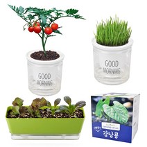 제라늄 키우기 방울 토마토 식물 키트 상추 씨앗 모종 새싹 보리 바질 꽃 공심채 다이소, 1. 식물키트, 1-07. 새싹보리B