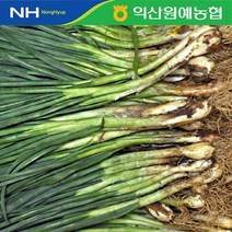[한아름드린] [농협] 흙쪽파 4kg, 상세 설명 참조