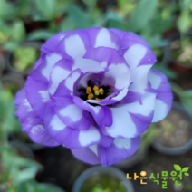 [나은식물원][모종] 꽃도라지(리시안셔스) - 더블 화이트 퍼플 12cm 1포트