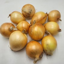 꼭지네 국내산 장아찌용 햇 양파(소) 지양파 3kg 5kg 10kg, 장아찌용 양파 5kg