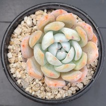 꽃다리 오렌지먼로 81 다육식물 다육이 아이만배송, 1개