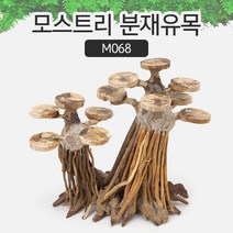 AM 모스트리 분재유목(XS) M063XS