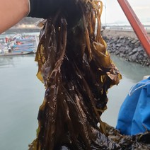 초록수산 산지직송 물미역 생미역 1kg 2kg 4kg 8kg 10kg, 물미역 8kg
