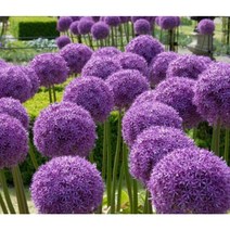 알리움 추식구근 - 기간티움 퍼플블루(wf)