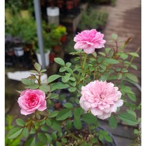 행복한꽃순이/찔레장미(분홍겹)/노지월동
