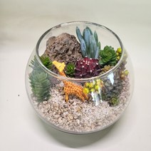 유리볼 정글 테라리움 패키지 플랜테리어diy키트