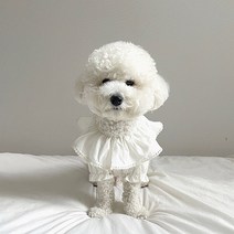 그루밍독 반려동물 빅카라 순면 엘레강스 블라우스, 화이트