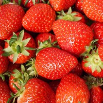 2022년수확 설향딸기 생딸기 상품 특품 1kg 2kg, 설향딸기 상품 1kg