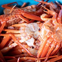 산지 제철 통영석화 굴찜 가리비굴구이 손질바다장어 외, 1개, 고급홍게5마리