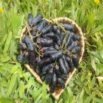 고당도 프리미엄 블랙사파이어 가지포도 (1팩) 1kg, 블랙사파이어 (1팩) 1kg