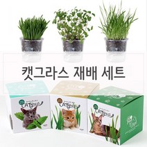 투명화분 키우기쉬운 고양이풀 캣닢 세트 재배, 캣닢종류/밀