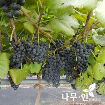 [나무인] 개량머루나무 결실주 분뜨기