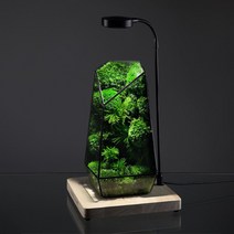 비바리움 테라리움 나혼산 이끼 식물 미니어처 조명, 완성된수조 다년생 이끼6개  램프 우드블랙