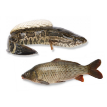 자연산엑기스 잉어 가물치 잉어가물치즙/ 국내산 100% / 60포 1박스