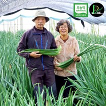 무농약 피네농장 생알로에 2kg 3kg 5kg 10kg 식용 생잎 먹는 알로에 베라, 10kg한박스