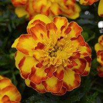 프렌치 메리골드 플라멘코 (꽃씨앗/10립) 식용 꽃차 Flamenco Marigold