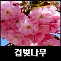 없음 겹벚나무, 1개