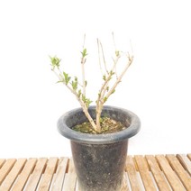 병꽃 중형 나무 묘목 붉은 빨강 꽃 공기정화 식물 인테리어 화분, 1개