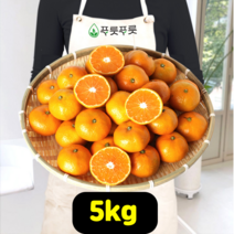 푸릇푸릇 2022년 귤 제주 감귤 한라봉 제주도귤 노지감귤 극조생귤 5kg 10kg, 제주감귤, M사이즈
