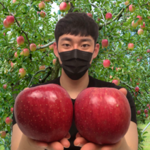 17Brix 고당도 안동 부사 보조개 못난이 사과 5kg 10kg, 가정용 5kg 소과