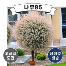 (나무85) 플라밍고샐릭스, 무늬버들(플라밍고샐릭스) 1m 내외 화분