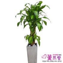 꽃뜨랑 전국배송 대형화분 행운목 해피트리 스투키 금전수 개업화분 당일배송꽃배달, C05 행운목, 1개