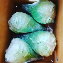 봄 제주꼬깔양배추3kg 제주성익농원, 3kg, 1개