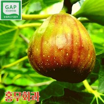 산지직송 영암 무농약 무화과 생무화과 1kg 2kg 반건조무화과 무화과즙, 2kgx1