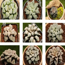 하월시아 피그아에아 위미 공기정화식물 화분 개업선물 집들이 입사 1인가구 선물, 1_플라스틱 사각화분(화분채 배송), 28_핑크스노우(중)