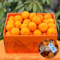 프레시퍼스트 제주 산지직송 카라향 제주도귤 고당도 귤 선별 가정용 선물용, 제주 카라향_가정용 3kg 중과 (15/22과)
